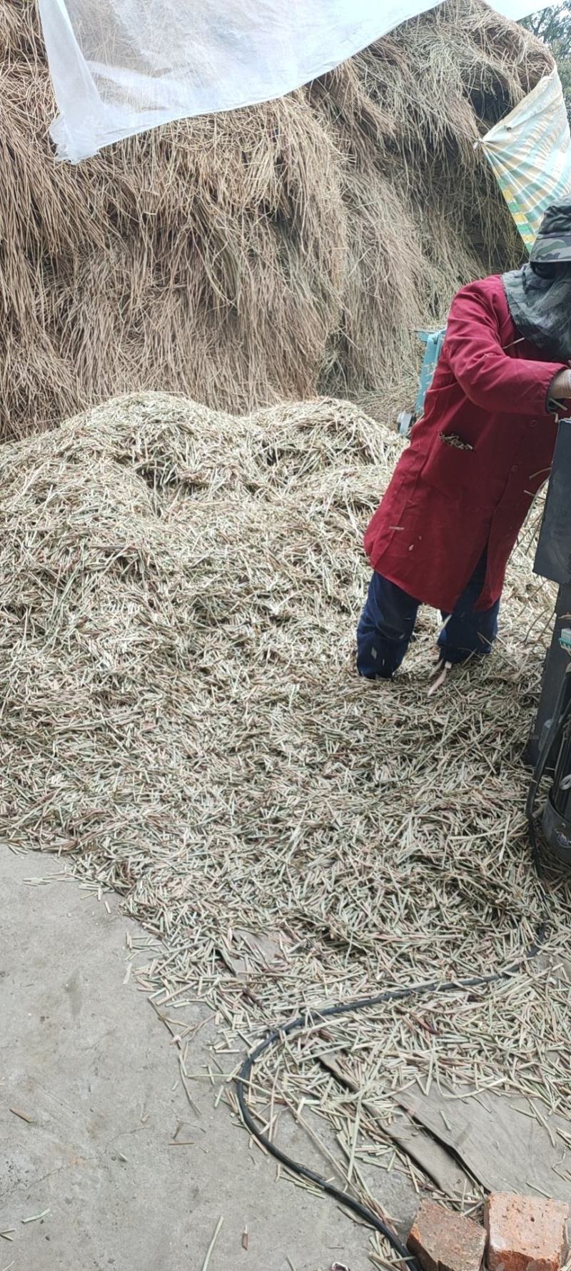 中药材通天草荸荠梗地栗梗基全人工凉晒一手货源可视频看货