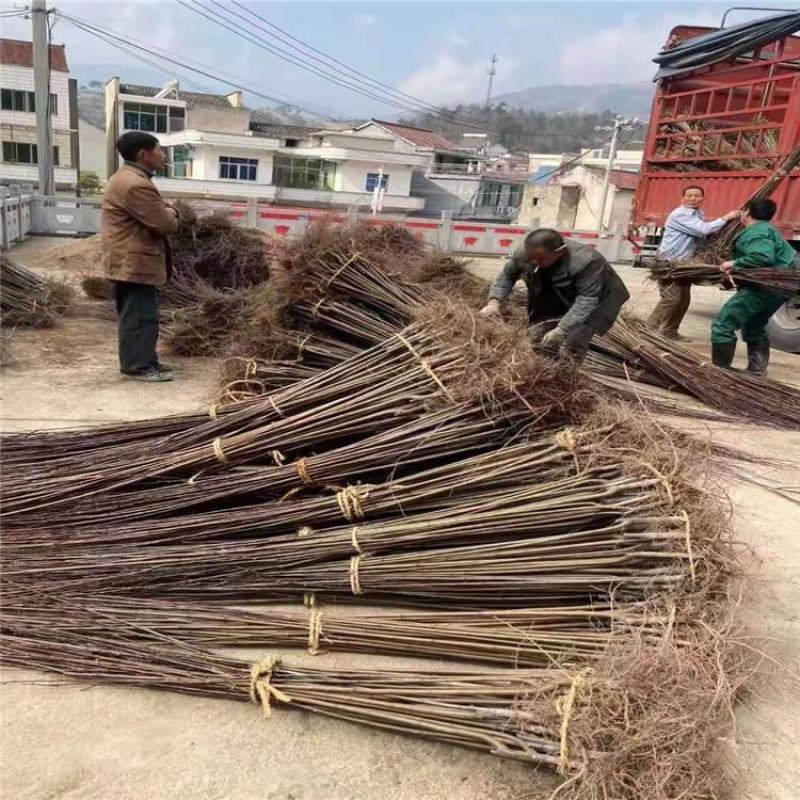 紫叶李工程绿化苗木速生紫叶李红叶李南北方种植