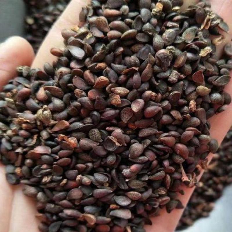 毛桃种子，桃芽，桃仁，桃树种子，保证质量，代发全国。