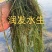 苦草金鱼藻狐尾藻龙须眼子菜