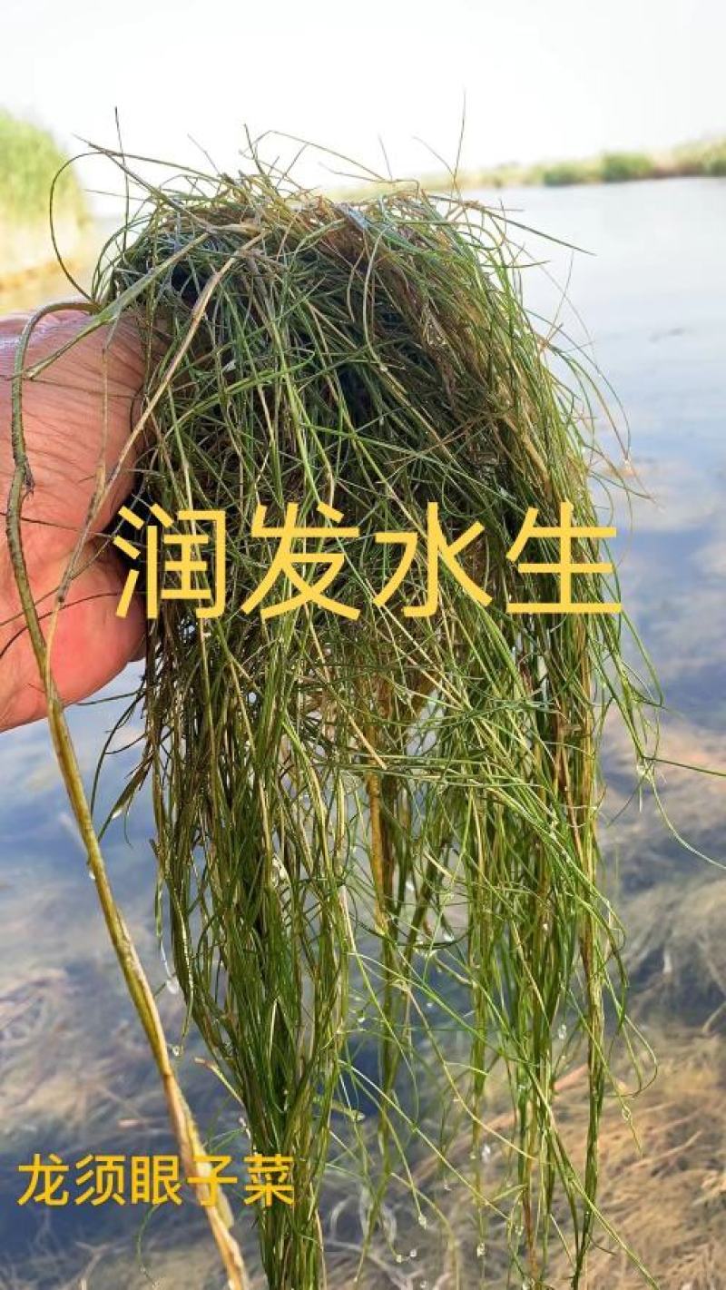 苦草金鱼藻狐尾藻龙须眼子菜