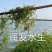 苦草金鱼藻狐尾藻龙须眼子菜
