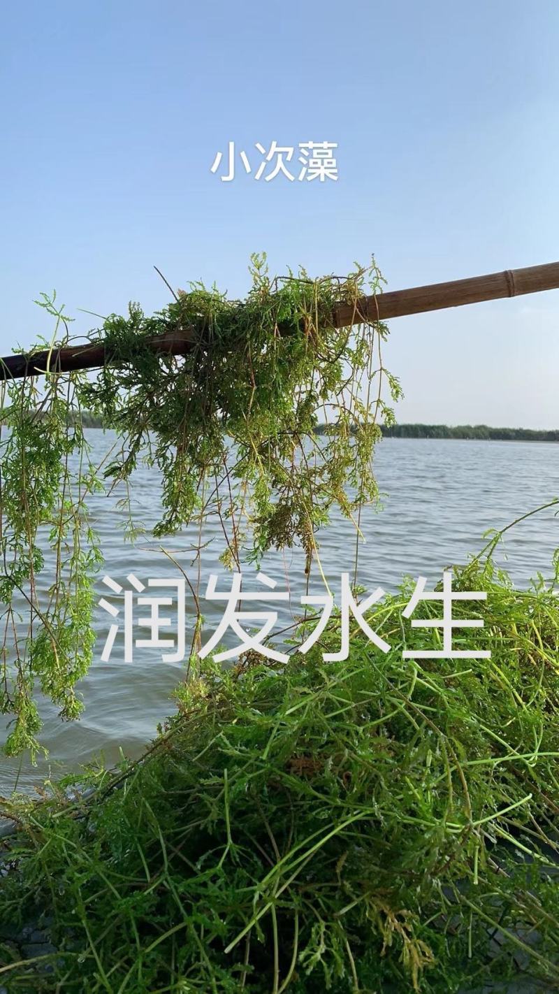 苦草金鱼藻狐尾藻龙须眼子菜