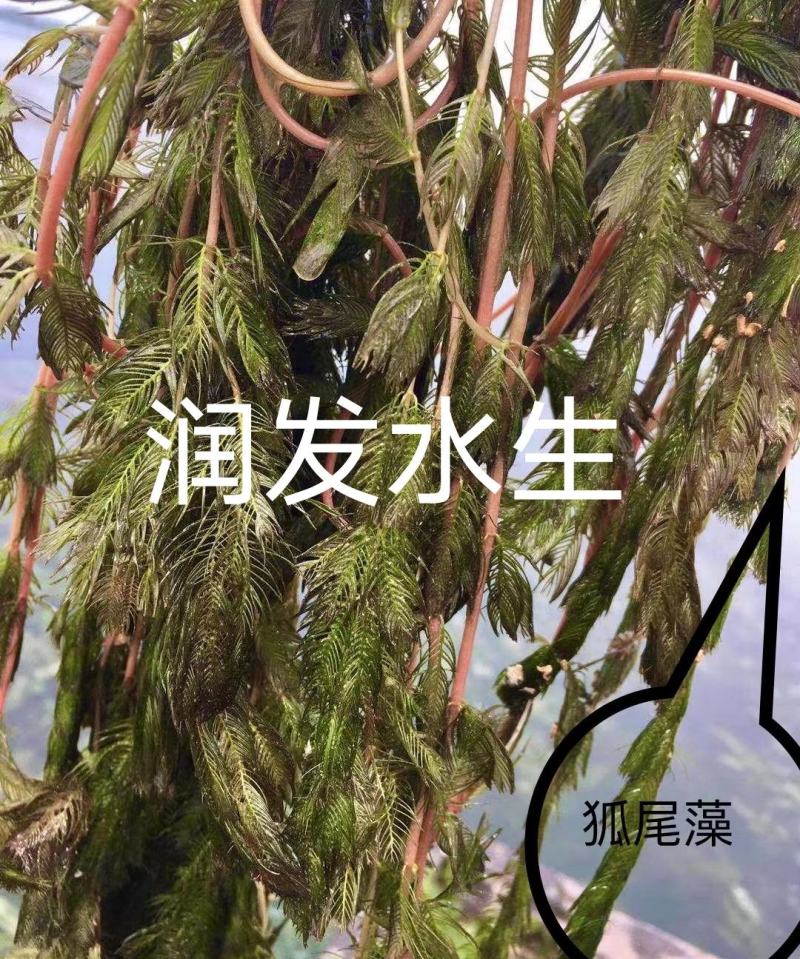 苦草金鱼藻狐尾藻龙须眼子菜
