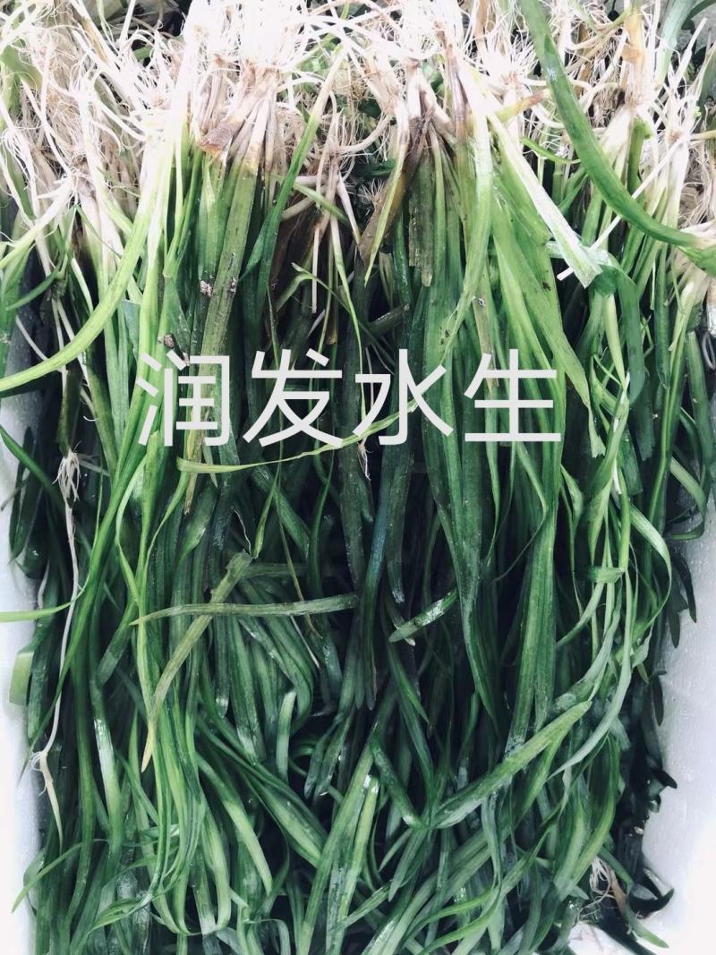 苦草金鱼藻狐尾藻龙须眼子菜