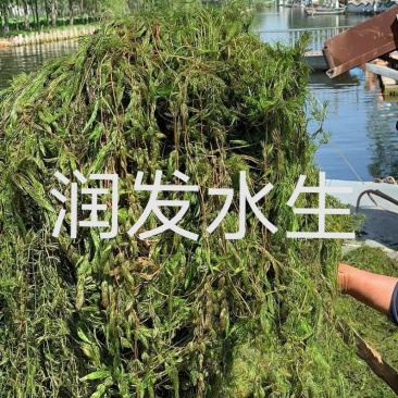 苦草金鱼藻狐尾藻龙须眼子菜