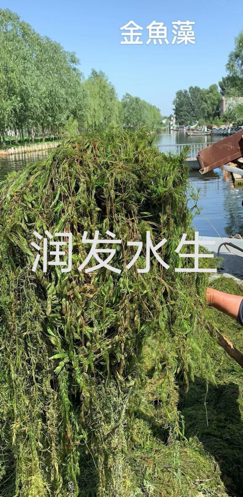 苦草金鱼藻狐尾藻龙须眼子菜