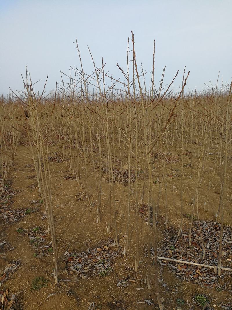 樱花晚樱大量有货产地直供，提供技术指导