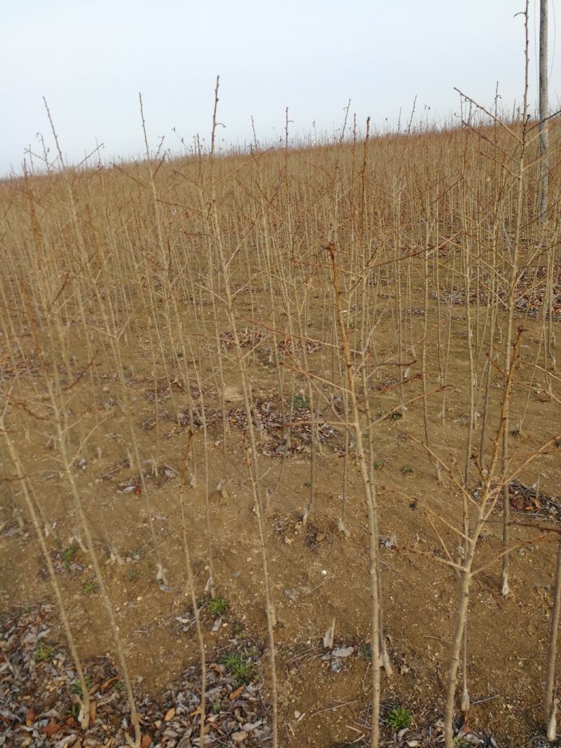 樱花晚樱大量有货产地直供，提供技术指导