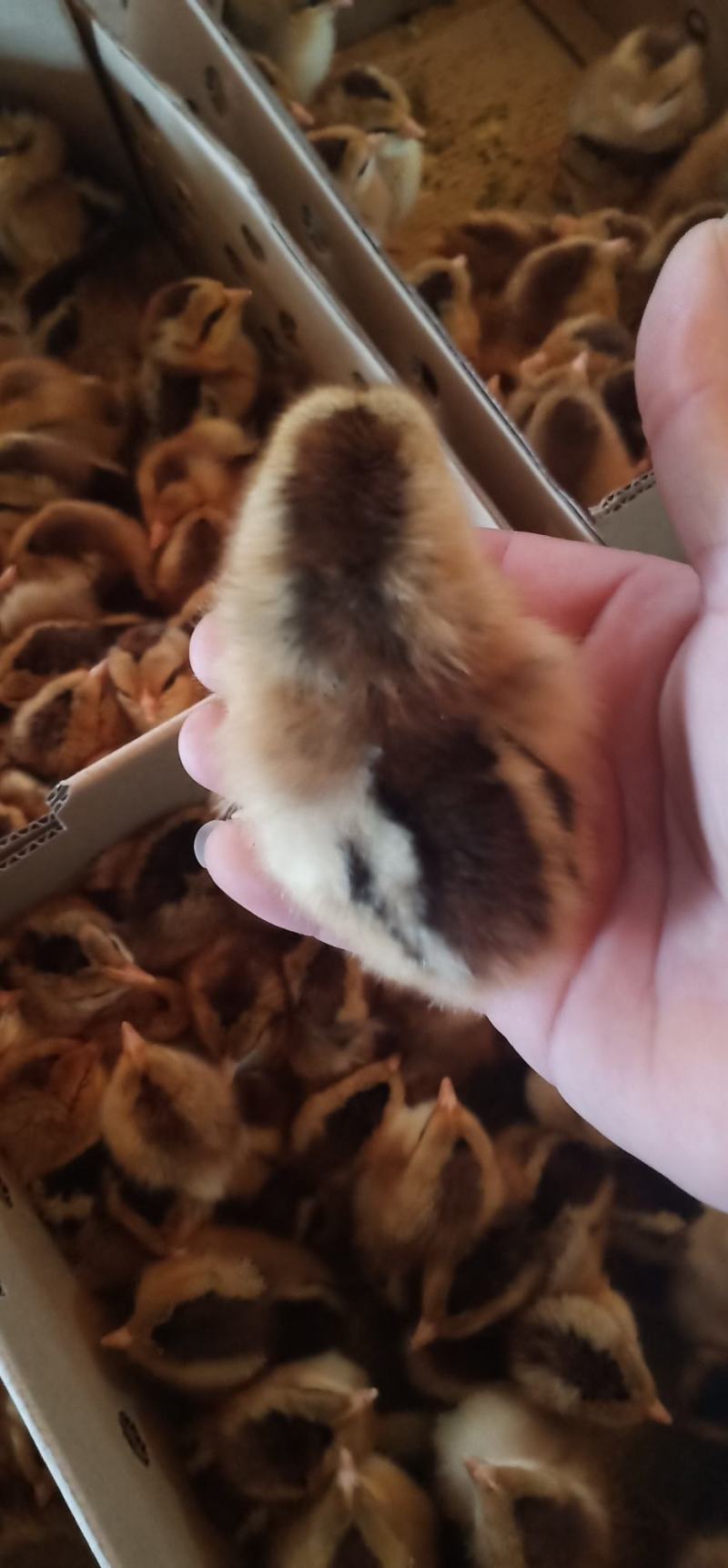 鸡苗出壳苗清远麻鸡苗诚信经营质量保证