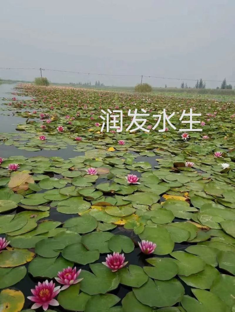 睡莲白色红色黄色水生植物绿化苗