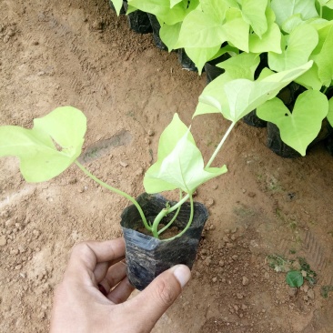 金叶番薯黄金薯时令草花种植基地