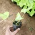 金叶番薯黄金薯时令草花种植基地