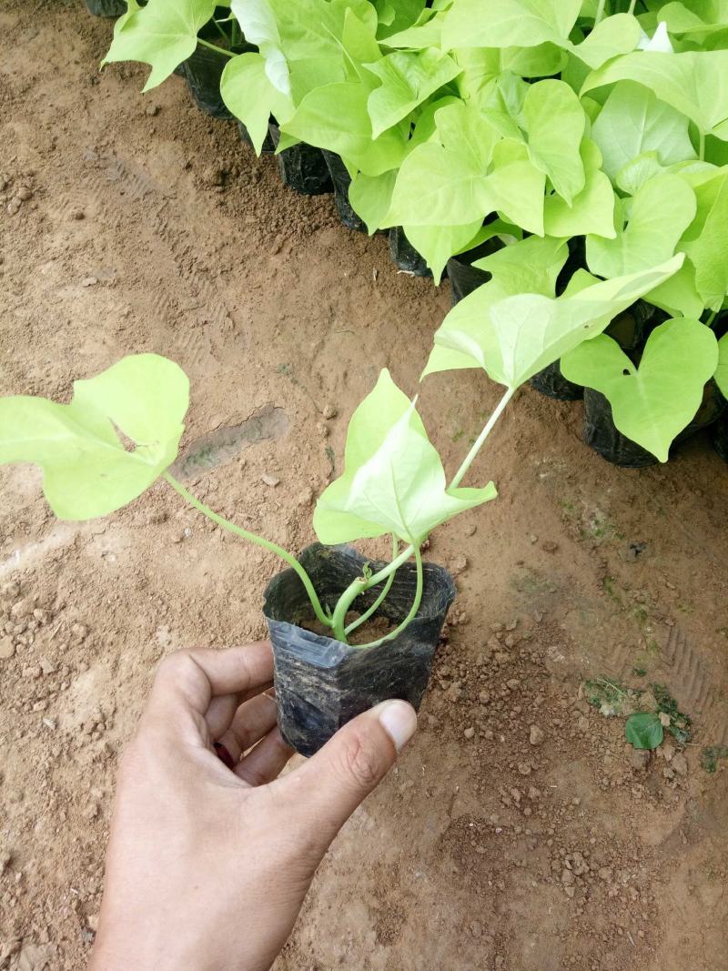 金叶番薯黄金薯时令草花种植基地