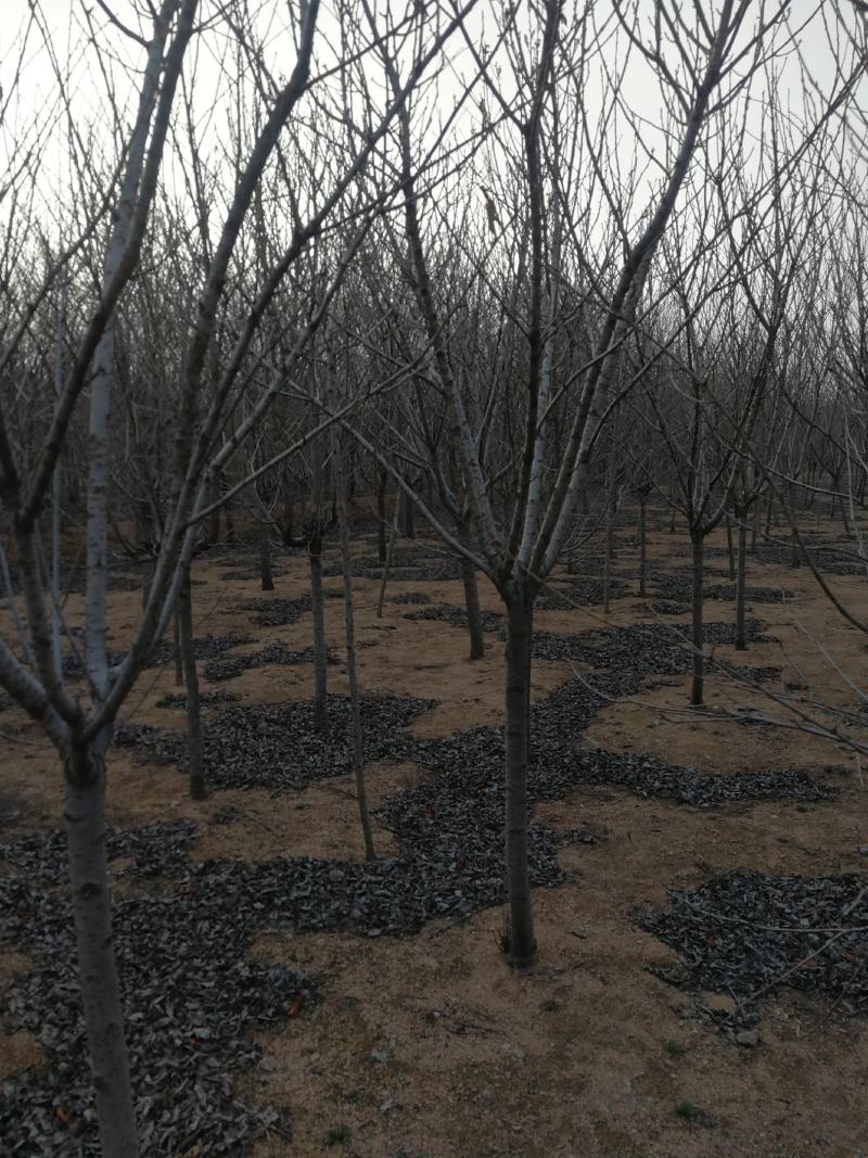 东京樱花日本樱花樱花大量有货产地直发规格齐全