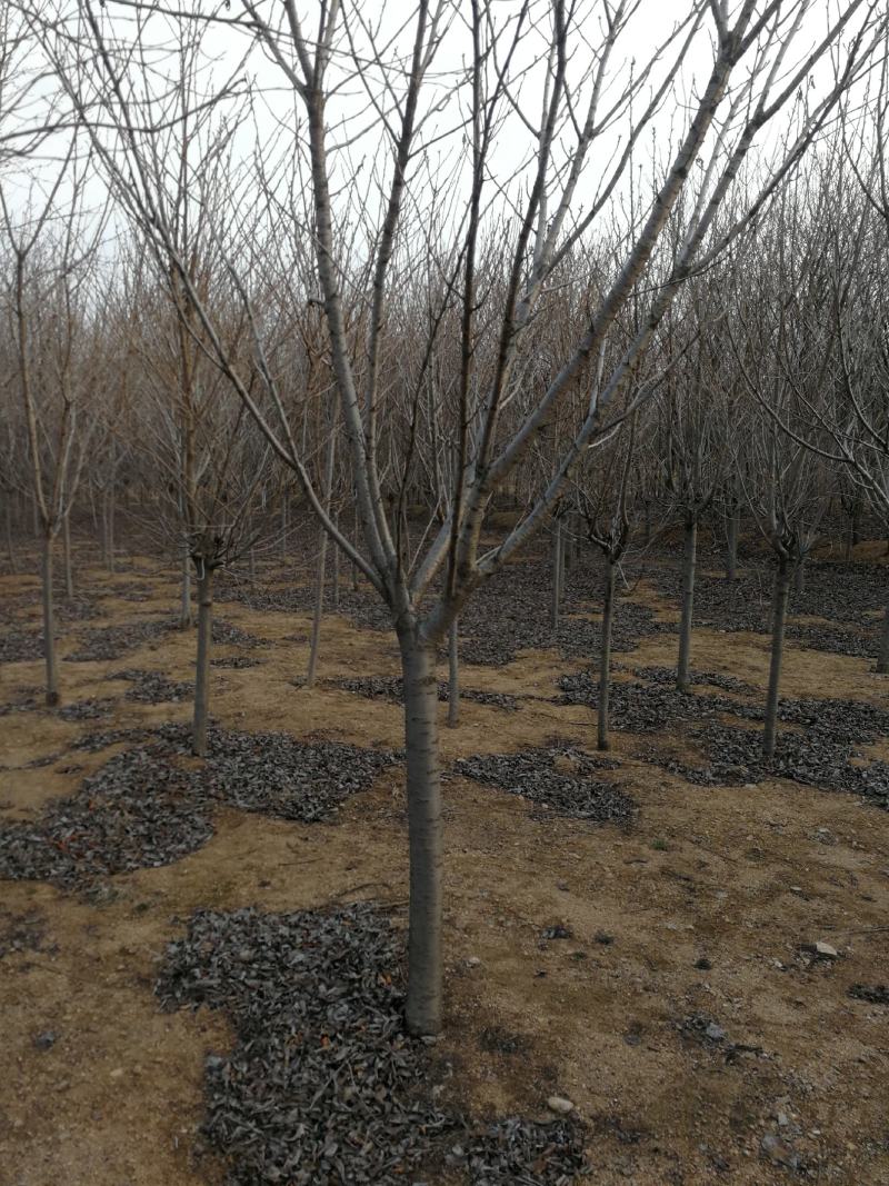 东京樱花日本樱花樱花大量有货产地直发规格齐全