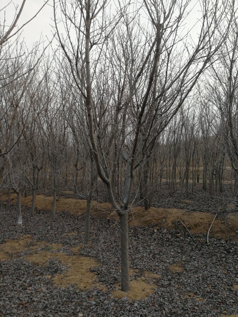 东京樱花日本樱花樱花大量有货产地直发规格齐全
