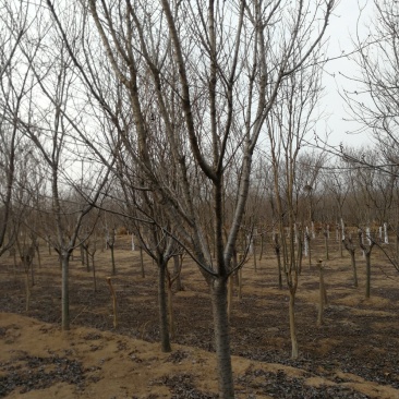 东京樱花日本樱花樱花大量有货产地直发规格齐全