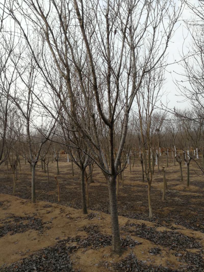 东京樱花日本樱花樱花大量有货产地直发规格齐全