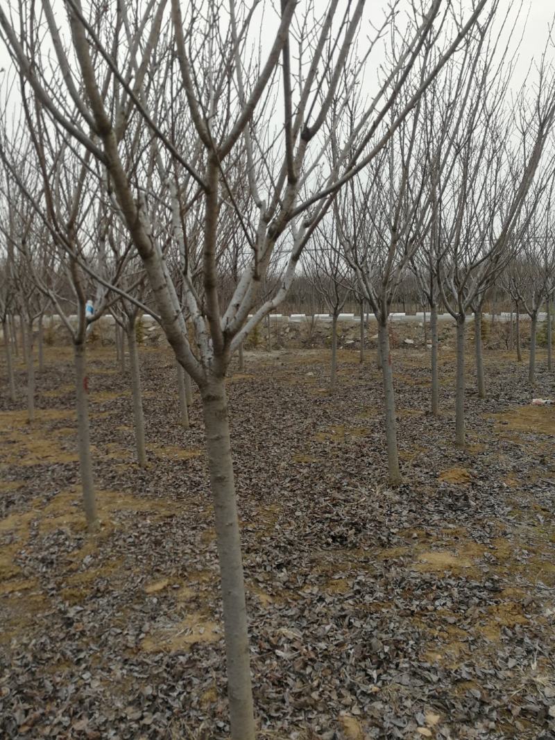 东京樱花日本樱花樱花大量有货产地直发规格齐全