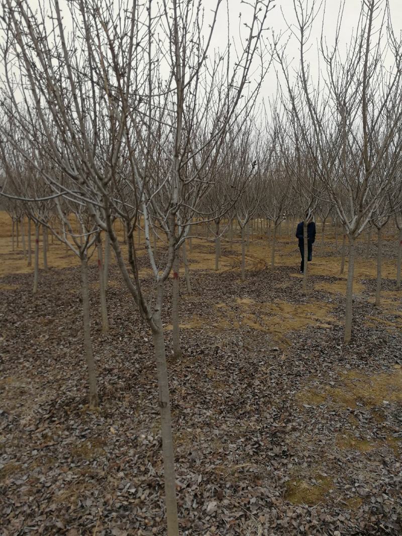 东京樱花日本樱花樱花大量有货产地直发规格齐全