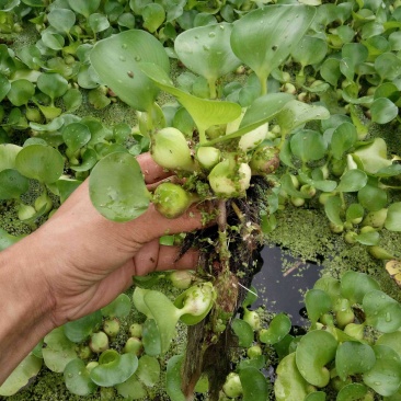 水葫芦凤眼莲水生植物种植基地
