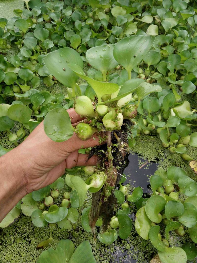 水葫芦凤眼莲水生植物种植基地