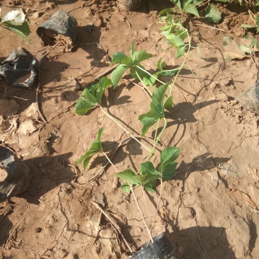 三叶爬山虎攀爬植物种植基地