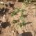 三叶爬山虎攀爬植物种植基地