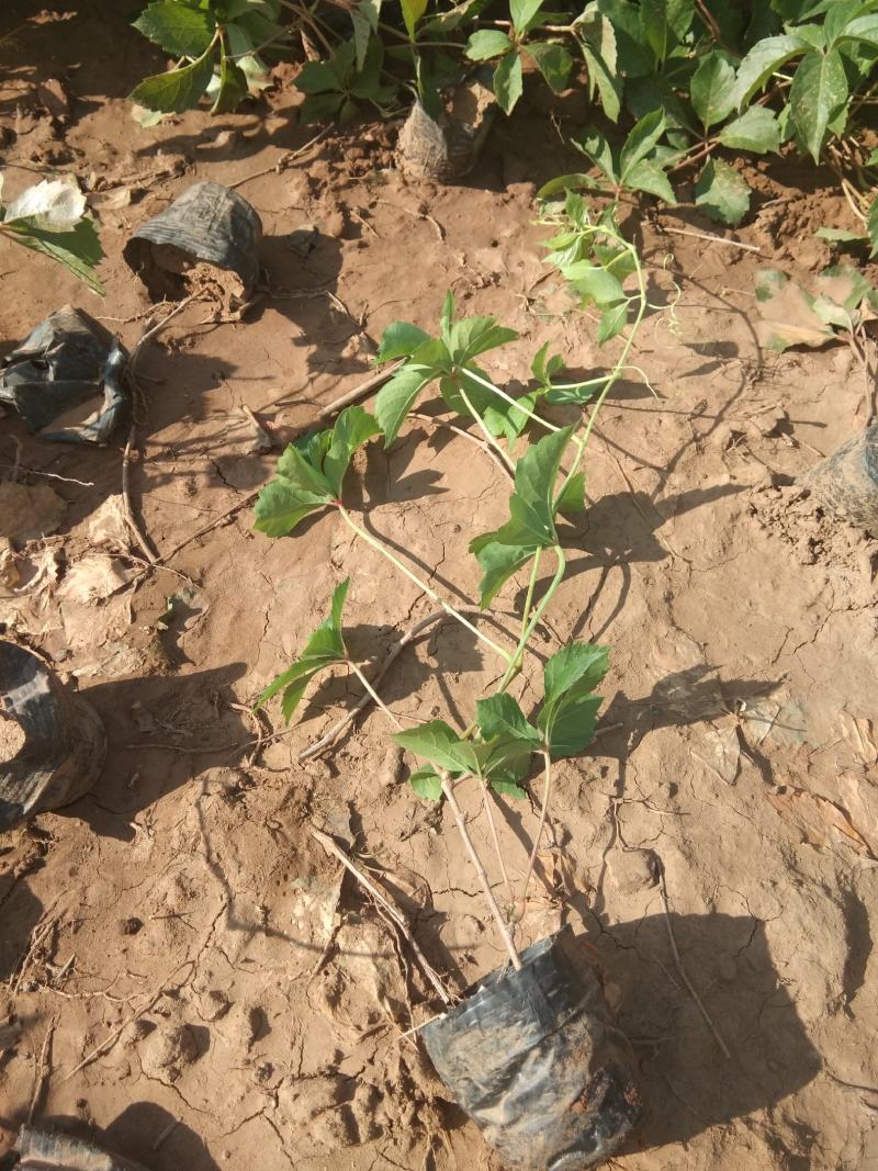 三叶爬山虎攀爬植物种植基地