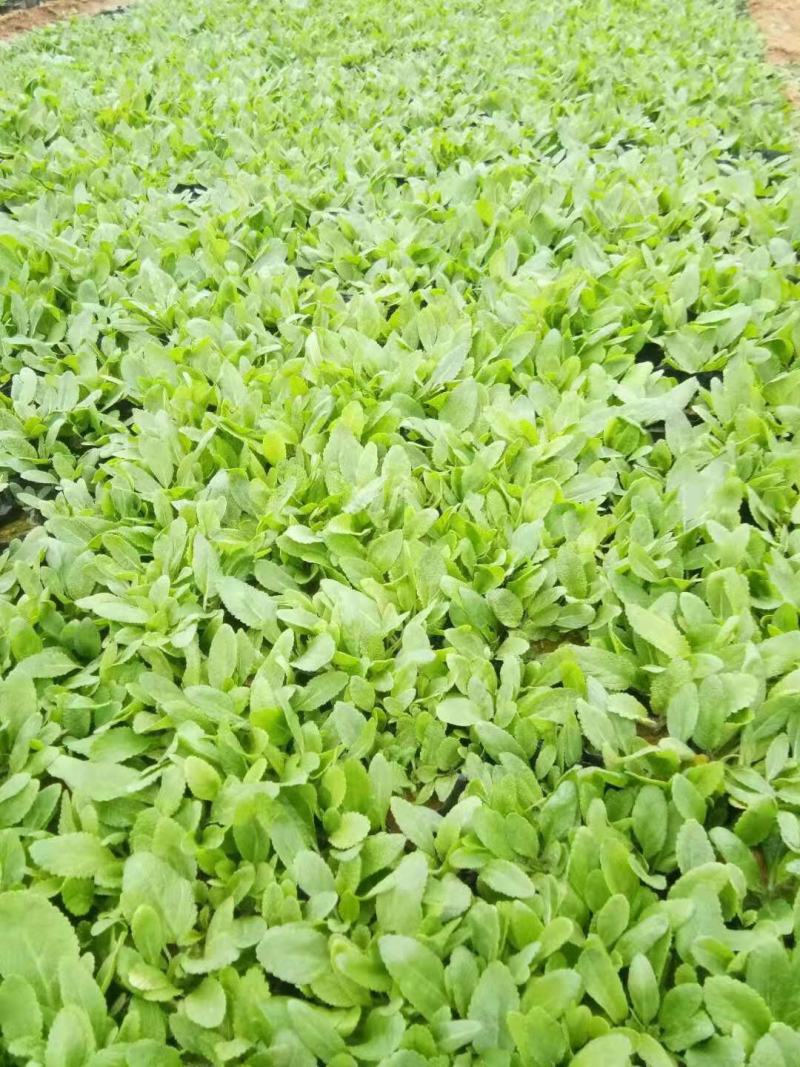 鼠尾草地被鼠尾草宿根花卉种植基地
