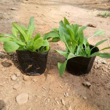 鼠尾草地被鼠尾草宿根花卉种植基地