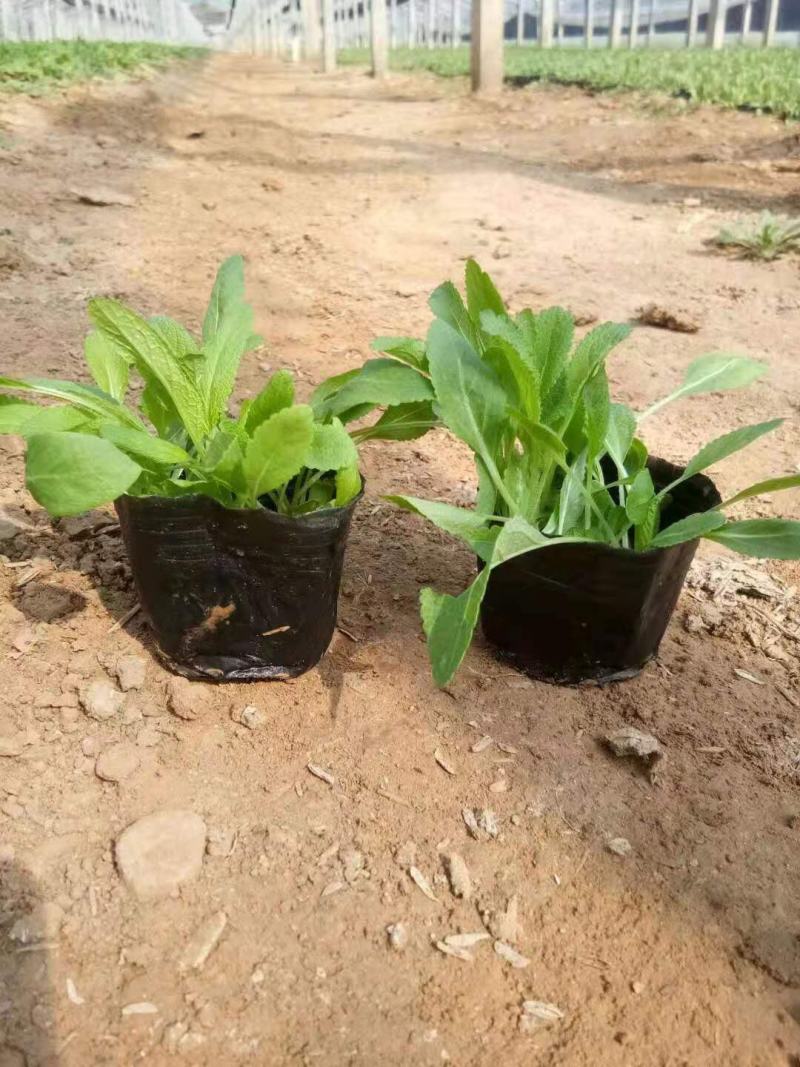 鼠尾草地被鼠尾草宿根花卉种植基地