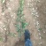 大叶黄杨冬青绿化苗木种植基地