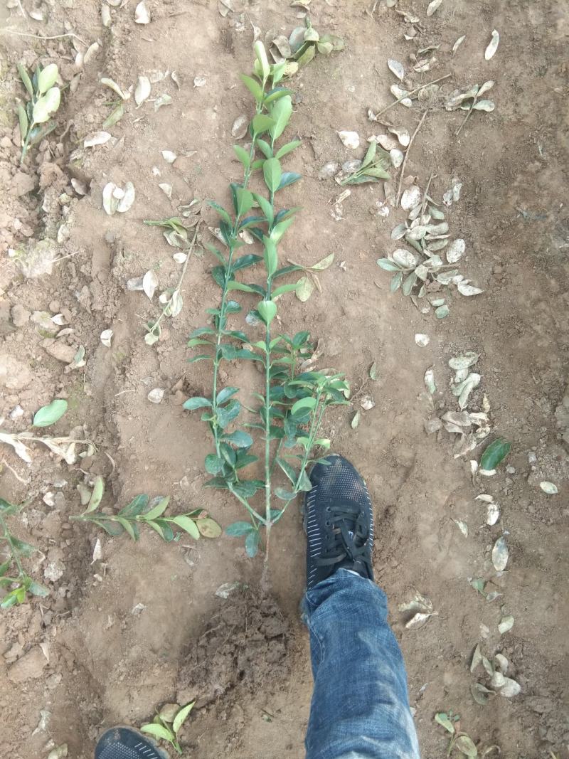大叶黄杨冬青绿化苗木种植基地