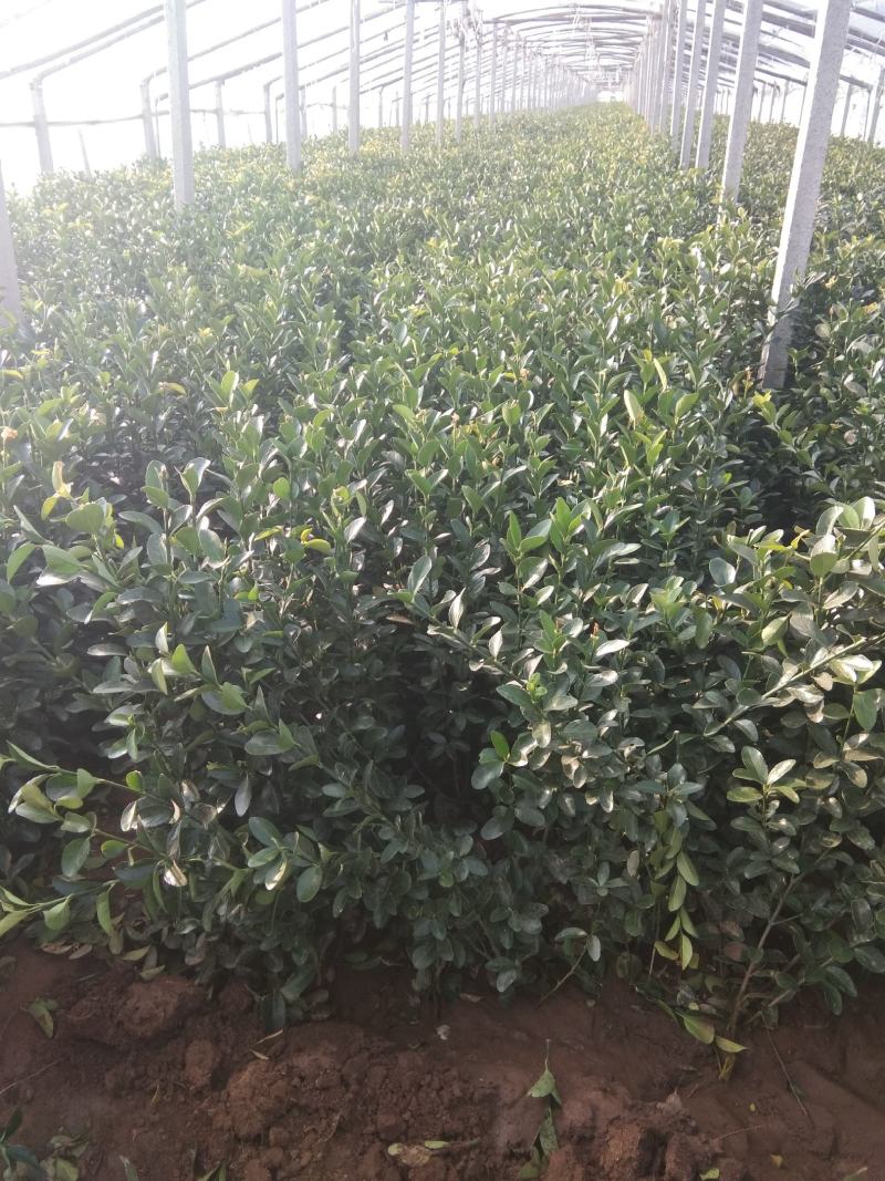 大叶黄杨冬青绿化苗木种植基地
