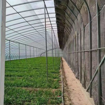 大棚蔬菜棚温室棚大棚生产厂家