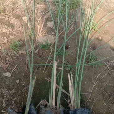 细叶芒观赏草种植基地