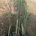 细叶芒观赏草种植基地