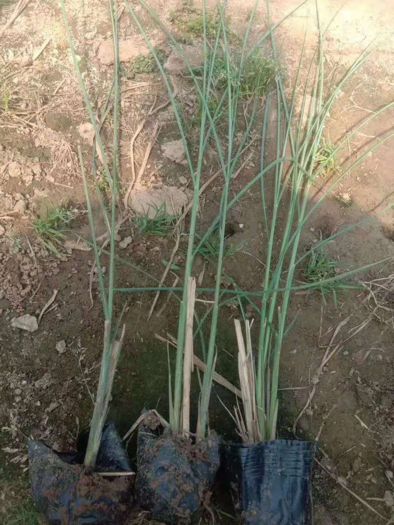 细叶芒观赏草种植基地