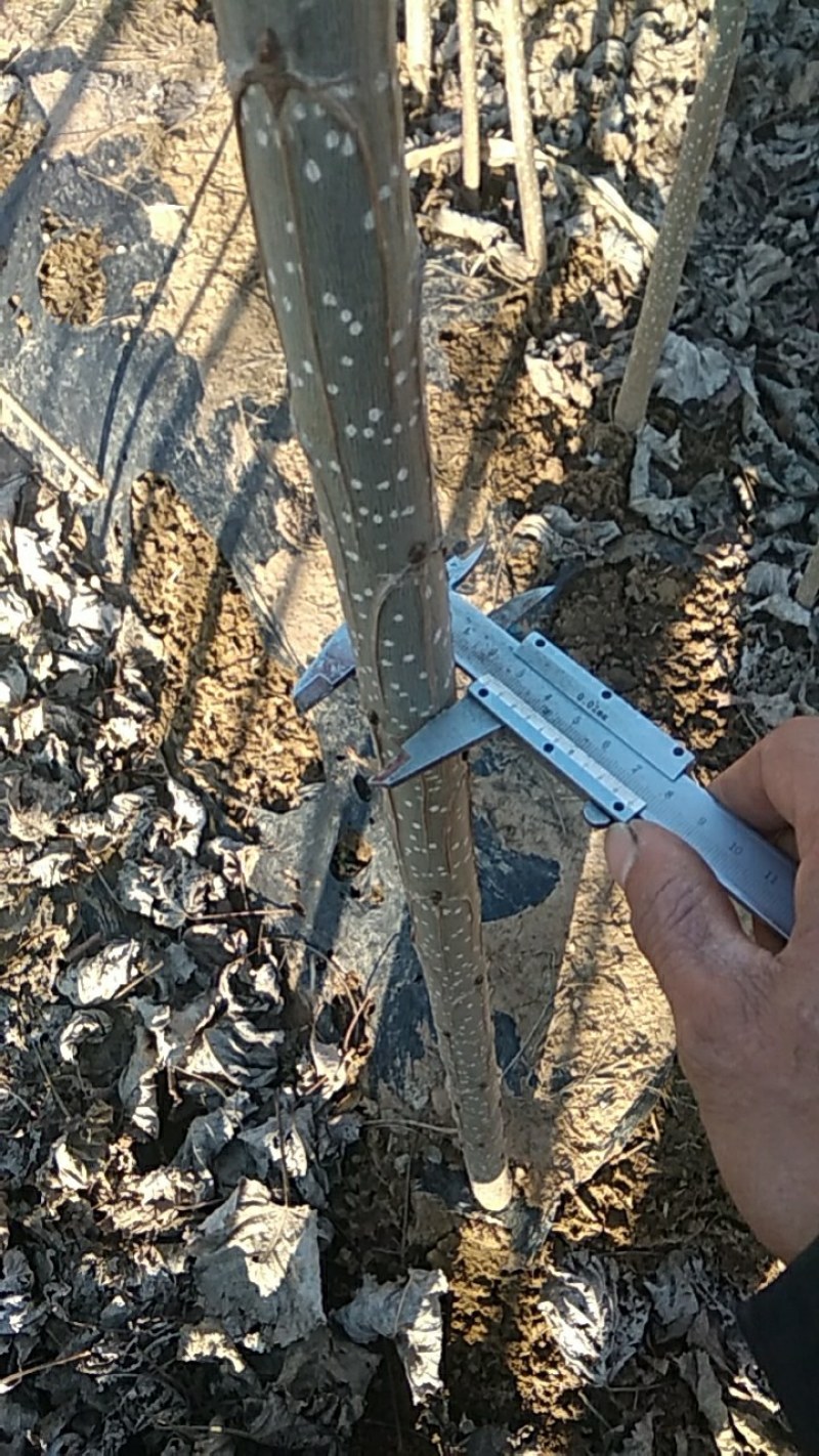 107杨树苗，一年苗，根系发达。