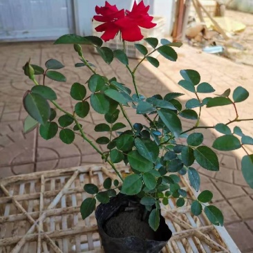 地被月季营养钵地被月季种植基地