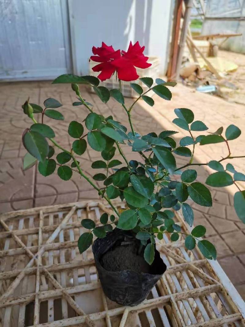 地被月季营养钵地被月季种植基地