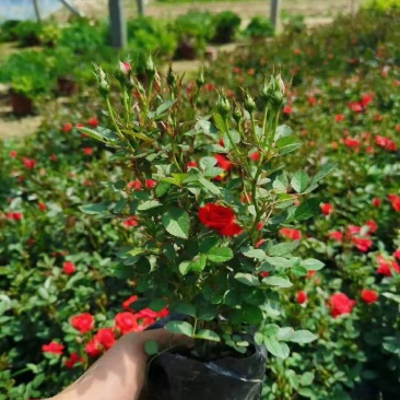 微型月季微型玫瑰种植基地