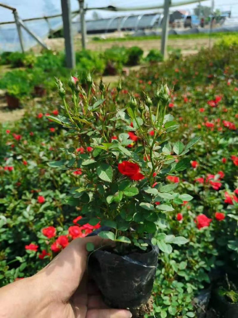 微型月季微型玫瑰种植基地