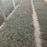 山桃草千鸟花宿根花卉种植基地