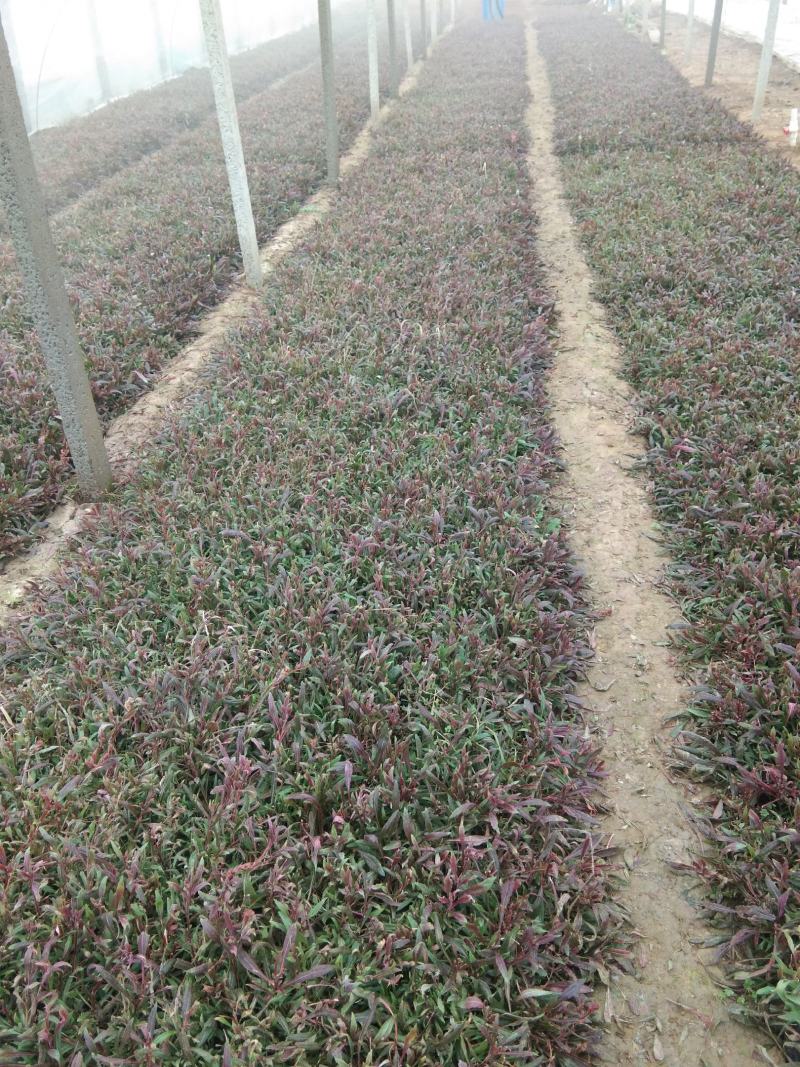 山桃草千鸟花宿根花卉种植基地