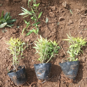 金叶莸营养钵金叶莸种植基地
