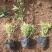 金叶莸营养钵金叶莸种植基地