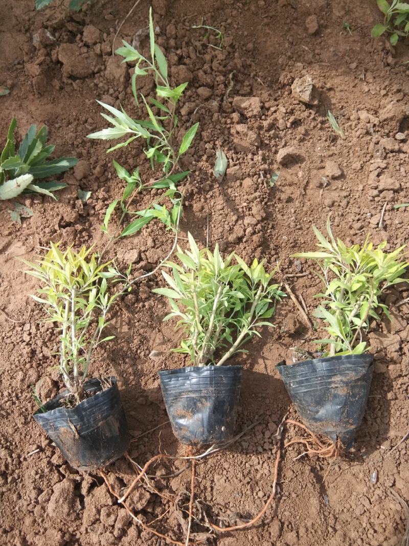 金叶莸营养钵金叶莸种植基地